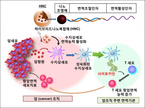 항암면역세포(사진출처: 교육부 블로그)